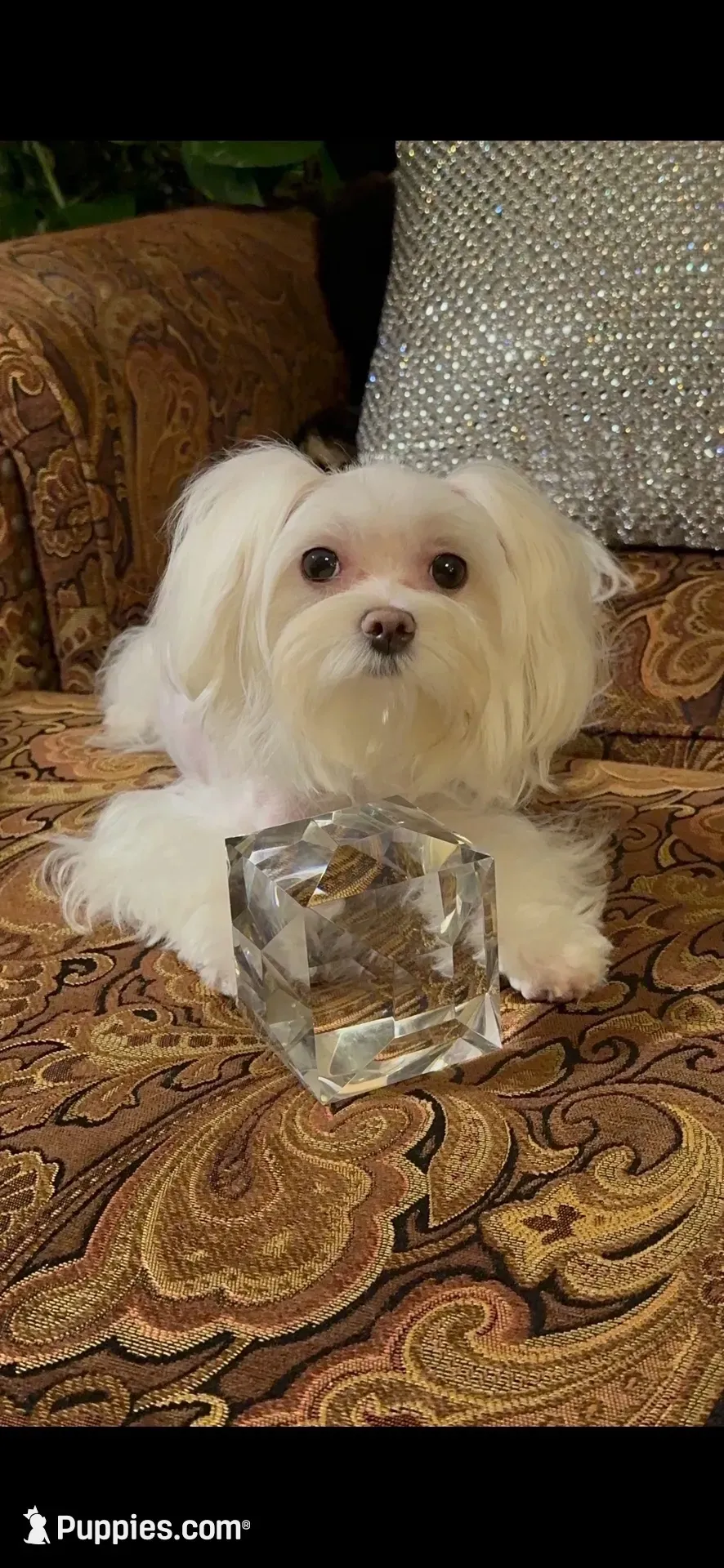 PF1(tiny), a female Maltese for sale in Fort Worth, TX – 9 of 10