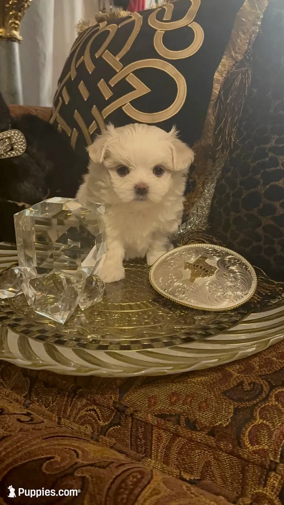 PF1(tiny), a female Maltese for sale in Fort Worth, TX – 4 of 10
