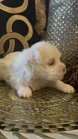 PM2, a female Maltese for sale in Fort Worth, TX – 6 of 10
