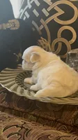 PF1, a female Maltese for sale in Fort Worth, TX – 4 of 10