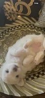 PF1, a female Maltese for sale in Fort Worth, TX – 2 of 10