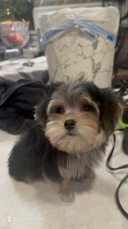 TRAINED-SMALL & AFFECTIONATE-HANDSOME – Morkie puppy for sale in Fort Worth, TX