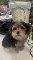 TRAINED-SMALL & AFFECTIONATE-HANDSOME, a male Morkie for sale in Fort Worth, TX – 1 of 6