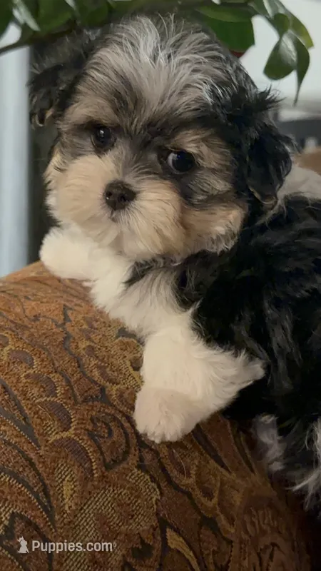 TTPF1 – Yorkshire Terrier puppy for sale in Fort Worth, TX