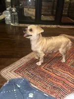Goldie, a male Yorkshire Terrier for sale in Fort Worth, TX – 2 of 9