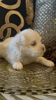 PM1, a male Maltese for sale in Fort Worth, TX – 9 of 10