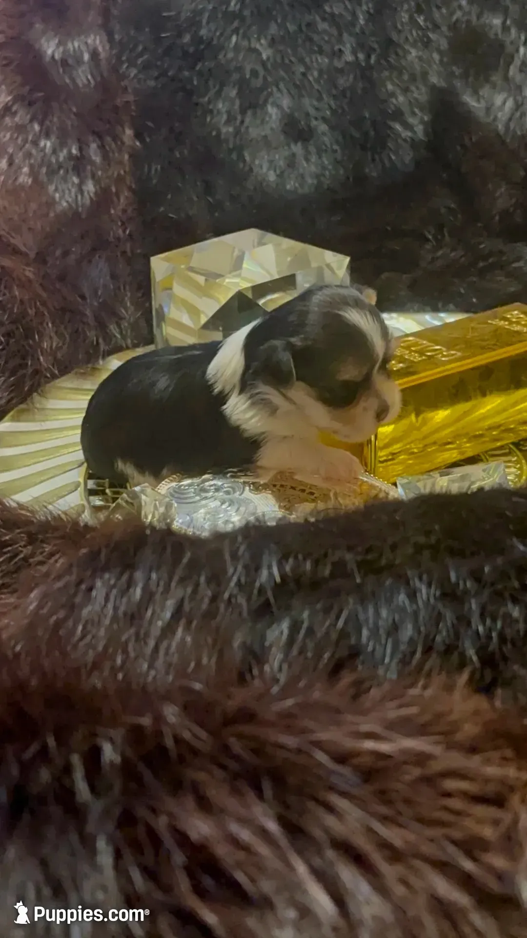 TTPF2(tiny), a female Yorkshire Terrier for sale in Fort Worth, TX – 1 of 10