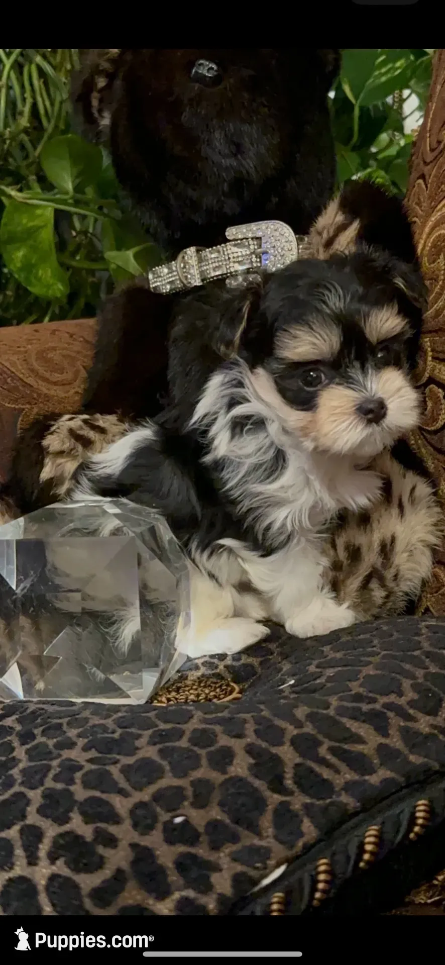 TTPF2(tiny), a female Yorkshire Terrier for sale in Fort Worth, TX – 8 of 10
