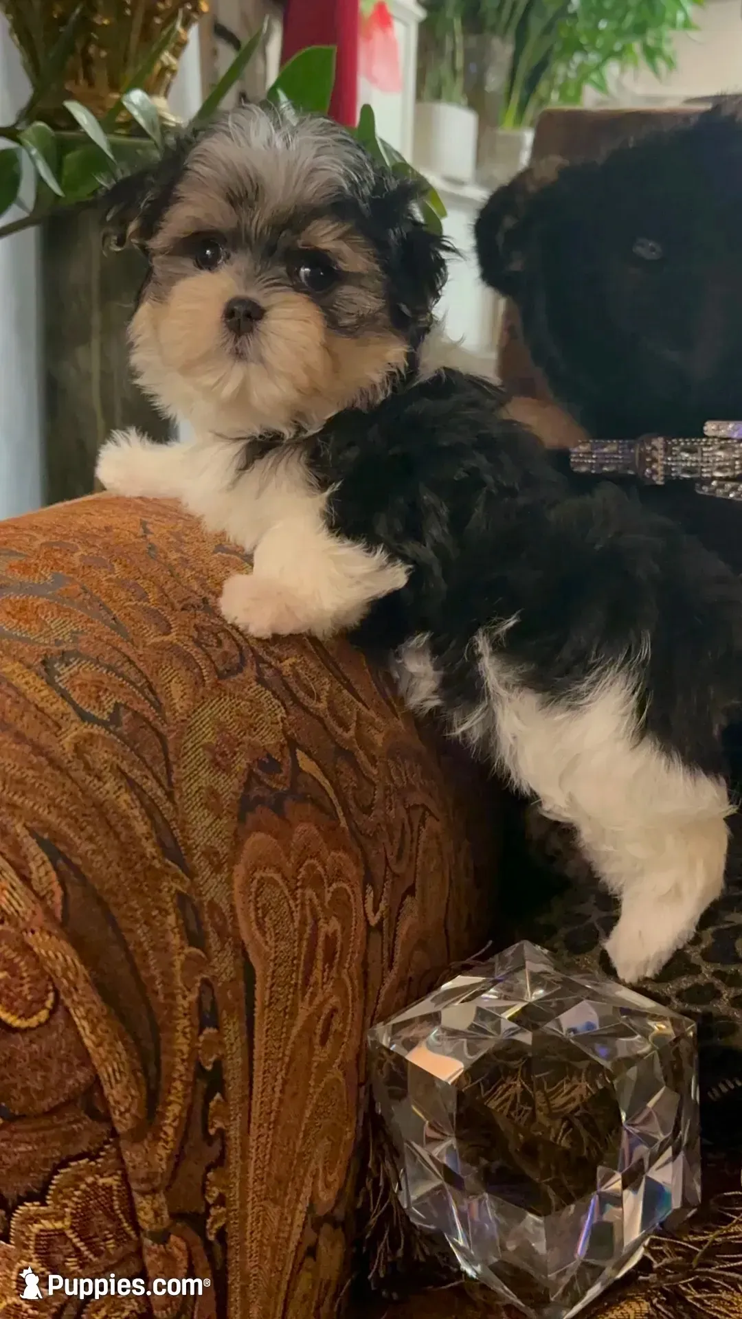 TTPF1(micro), a female Yorkshire Terrier for sale in Fort Worth, TX – 9 of 10