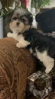 TTPF1, a female Yorkshire Terrier for sale in Fort Worth, TX – 2 of 10