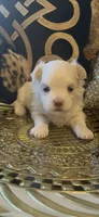 PM2, a female Maltese for sale in Fort Worth, TX – 10 of 10