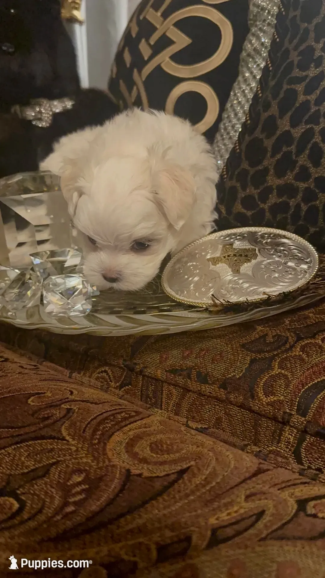 PM1(tiny), a male Maltese for sale in Fort Worth, TX – 2 of 10