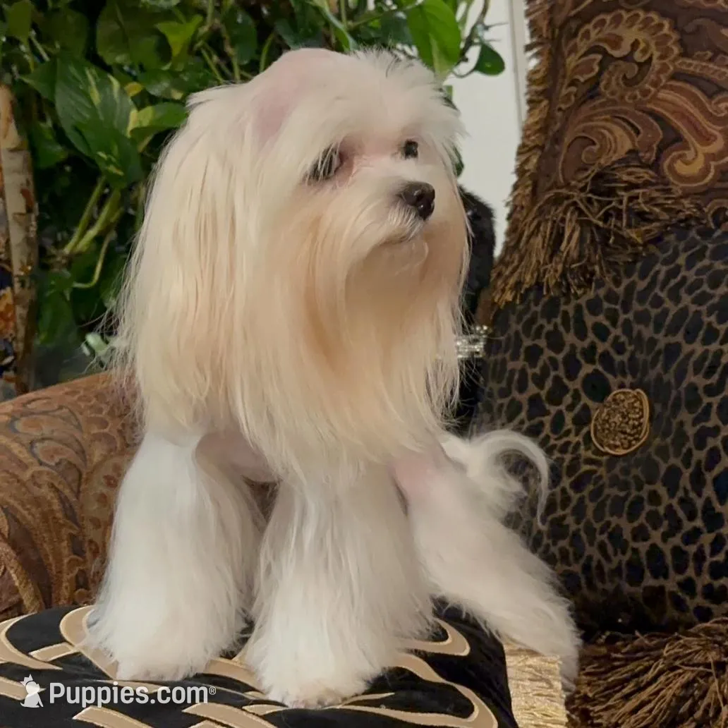 P4M, a male Morkie for sale in Fort Worth, TX – Photo 7 of 10