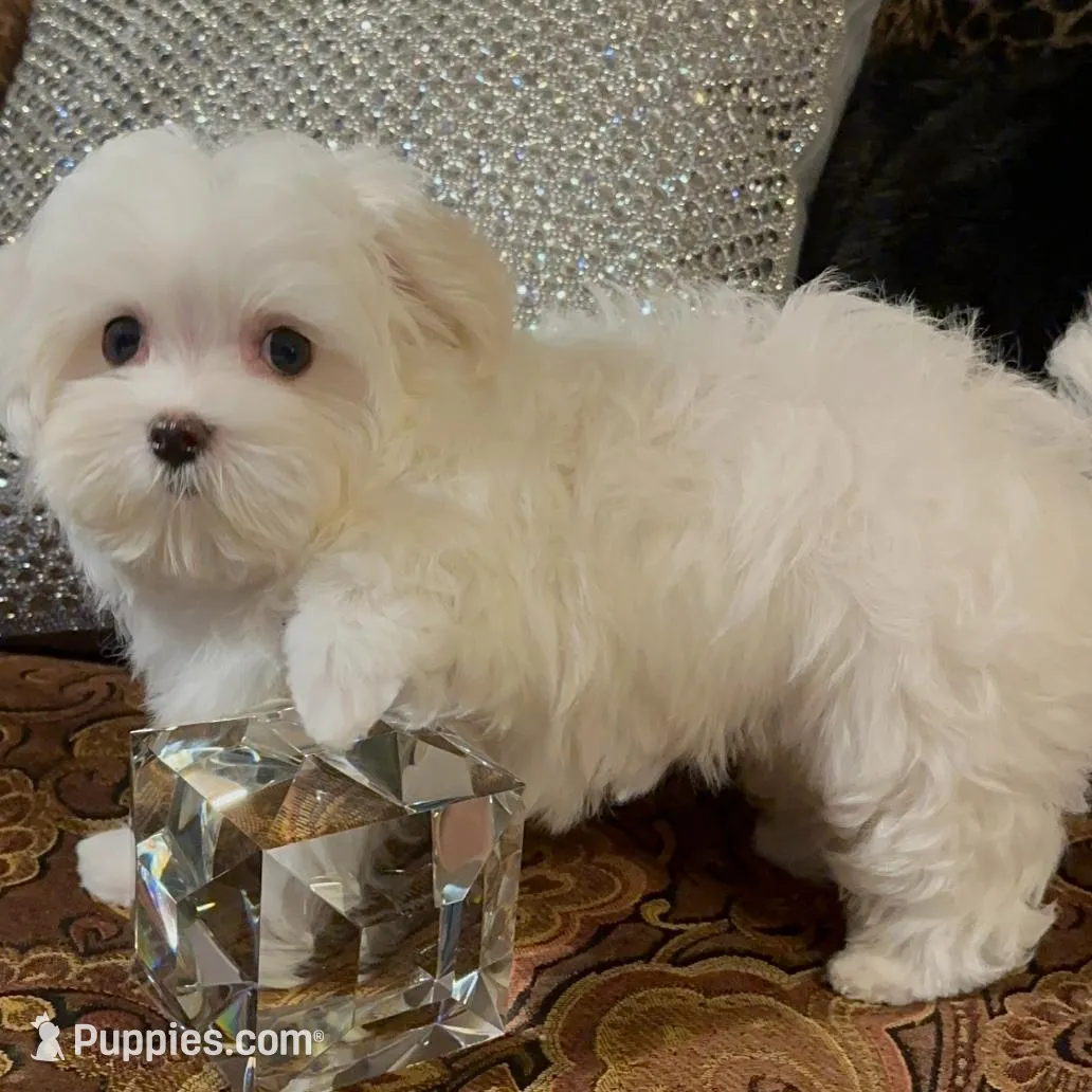 P3Maltese – Maltese puppy for sale in Fort Worth, TX