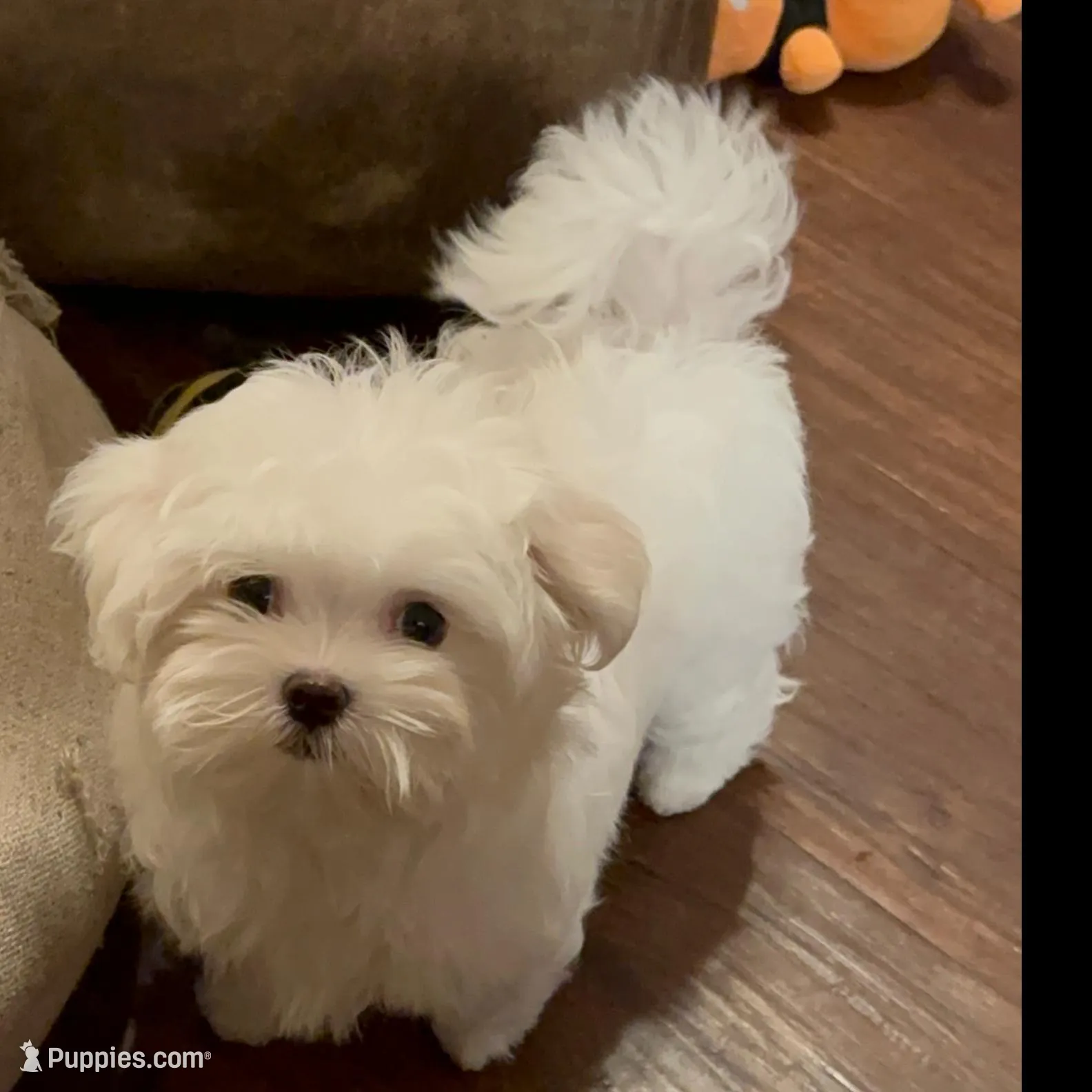 P4M, a male Morkie for sale in Fort Worth, TX – Photo 4 of 10