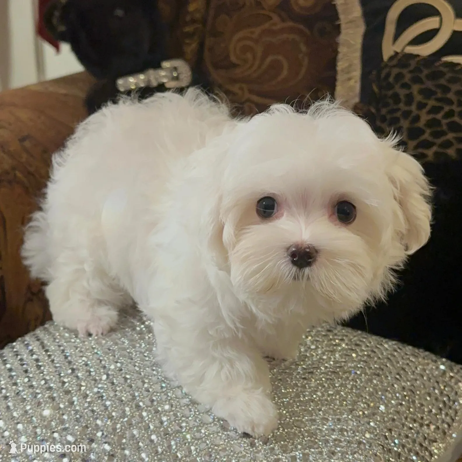 P4M, a male Morkie for sale in Fort Worth, TX – Photo 3 of 10