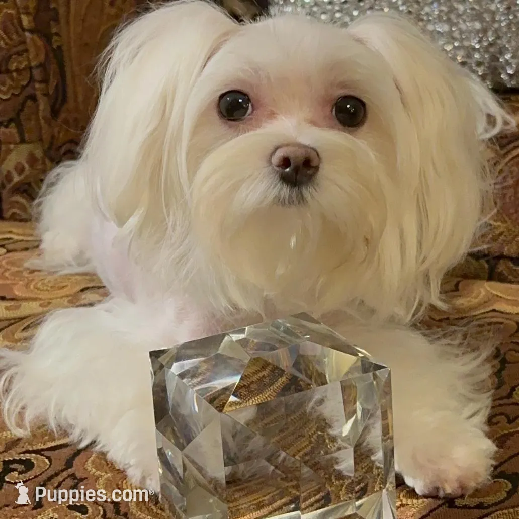 P4M, a male Morkie for sale in Fort Worth, TX – Photo 5 of 10