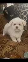 TRAINED-SMALL & BEAUTIFUL Sir Prize, a male Morkie for sale in Fort Worth, TX – 7 of 8