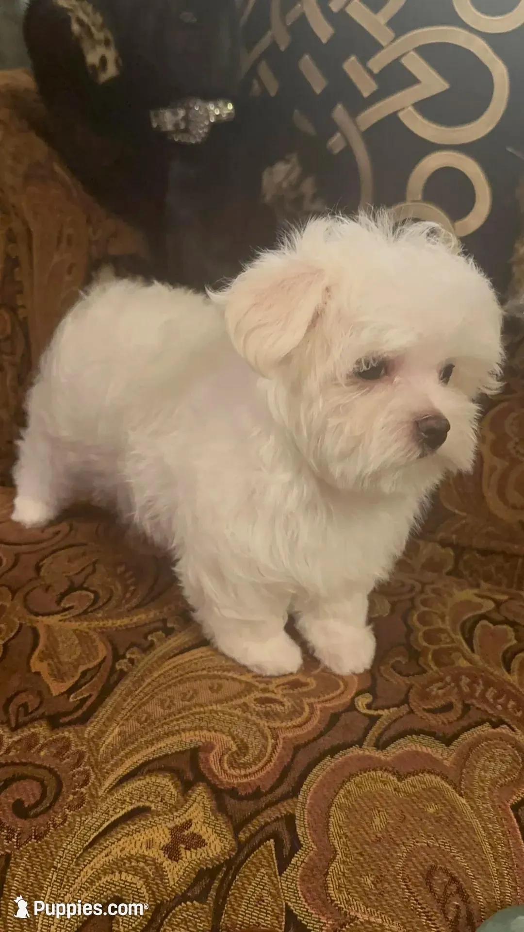 TRAINED-SMALL & BEAUTIFUL Sir Prize, a male Morkie for sale in Fort Worth, TX – 2 of 8