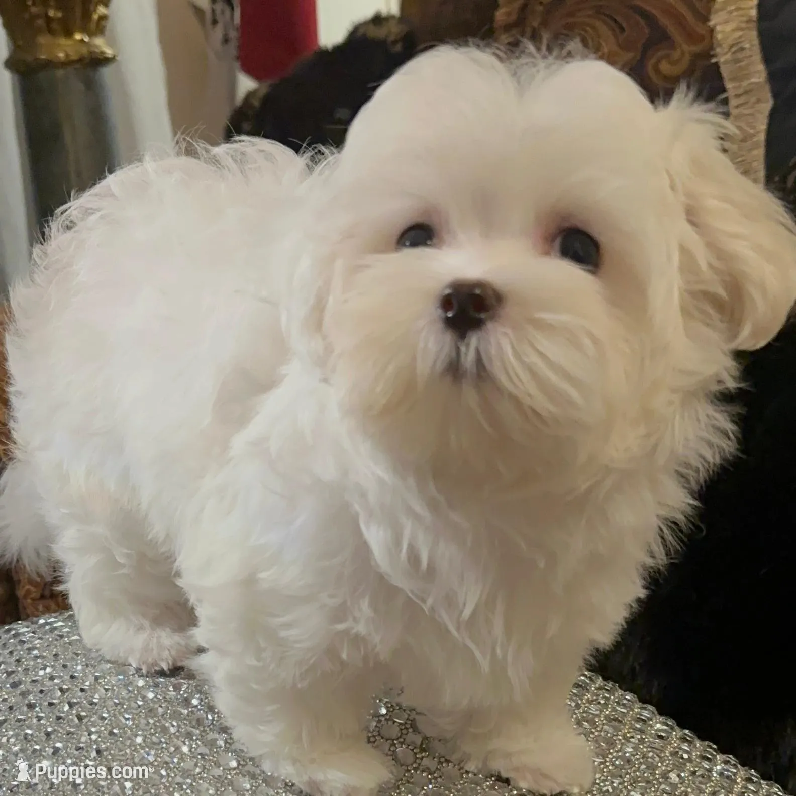 P4M, a male Morkie for sale in Fort Worth, TX – Photo 9 of 10