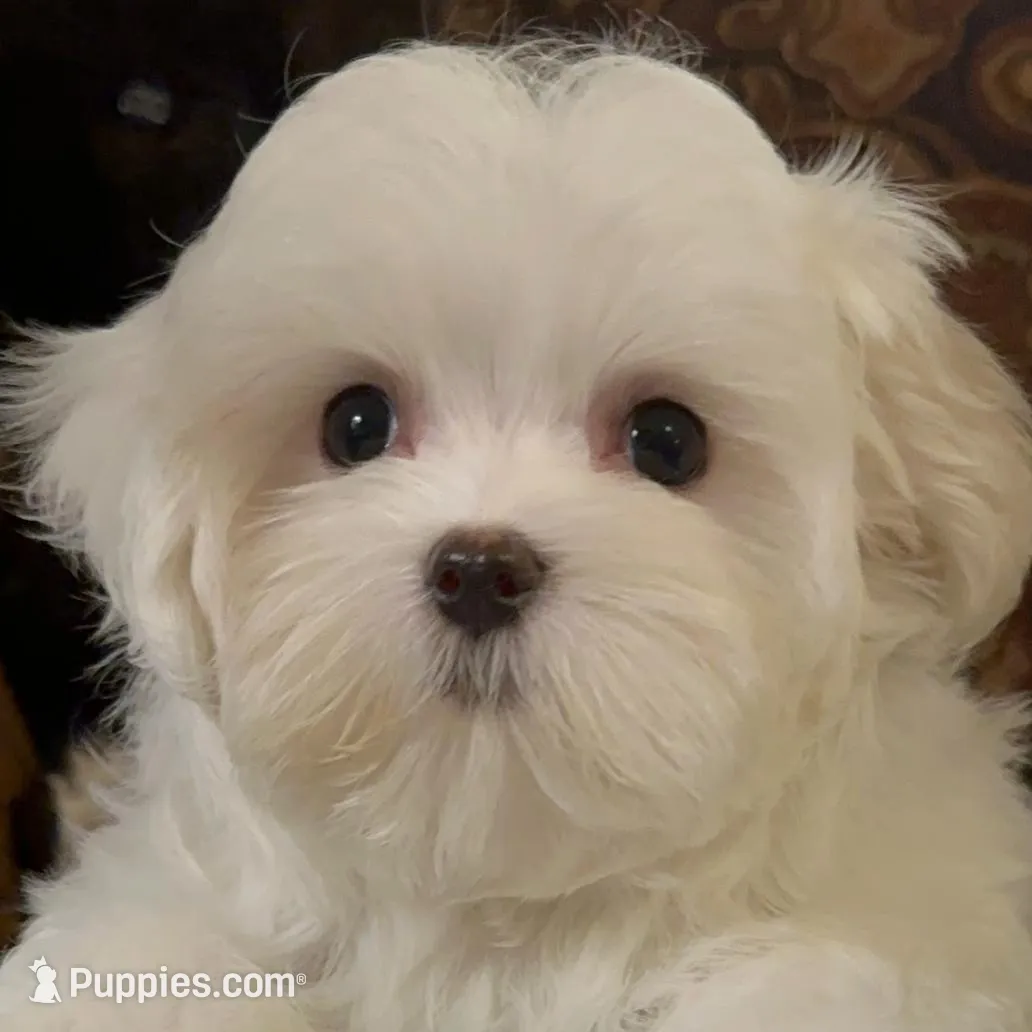 P4M, a male Morkie for sale in Fort Worth, TX – Photo 8 of 10