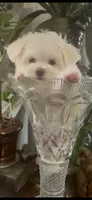 TRAINED-SMALL & BEAUTIFUL Sir Prize, a male Morkie for sale in Fort Worth, TX – 4 of 8