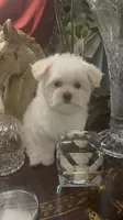 TRAINED-SMALL & BEAUTIFUL Sir Prize, a male Morkie for sale in Fort Worth, TX – 6 of 8