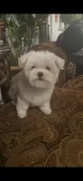 TRAINED-SMALL & BEAUTIFUL Sir Prize, a male Morkie for sale in Fort Worth, TX – 8 of 8