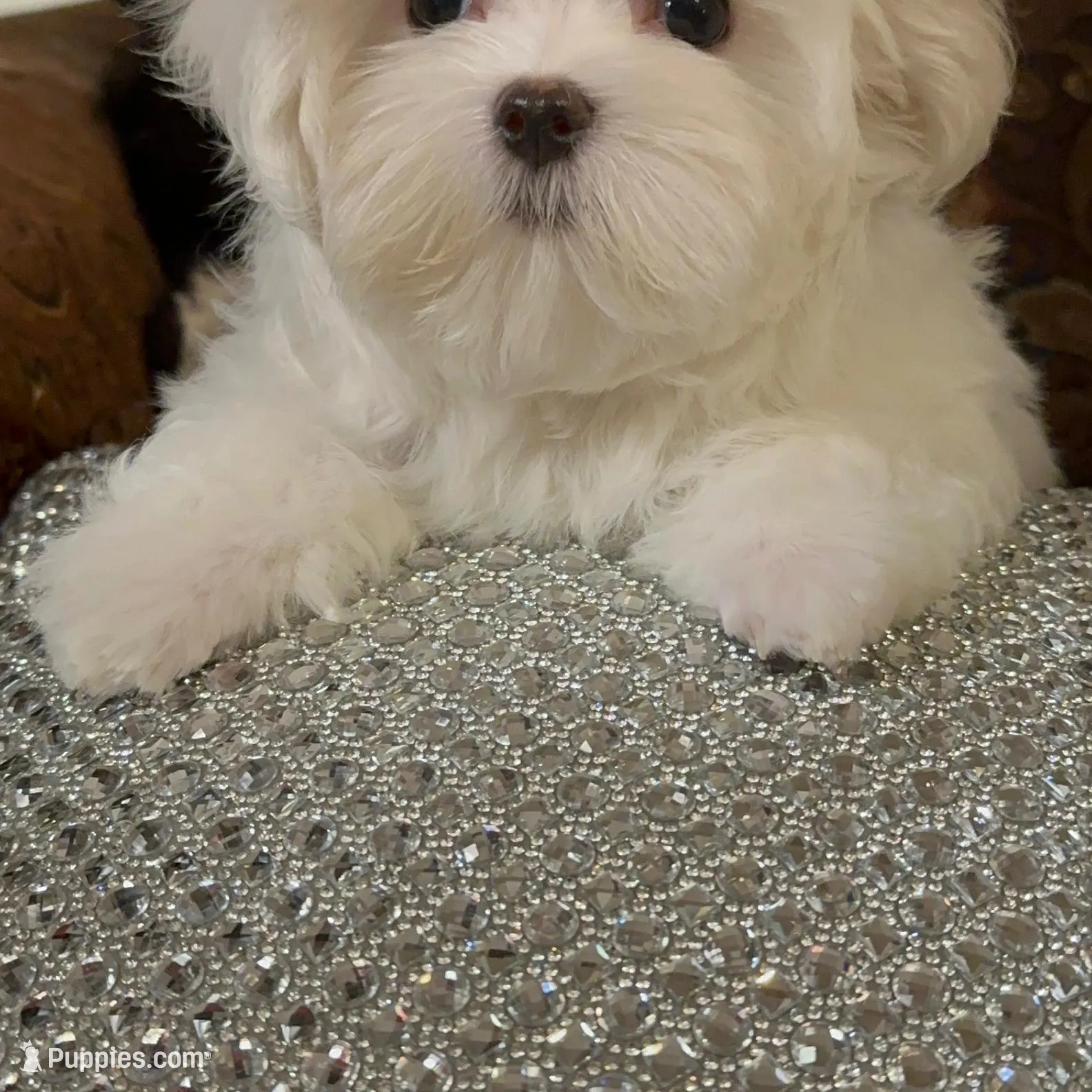 P4M, a male Morkie for sale in Fort Worth, TX – Photo 2 of 10