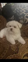 TRAINED-SMALL & BEAUTIFUL Sir Prize, a male Morkie for sale in Fort Worth, TX – 1 of 8