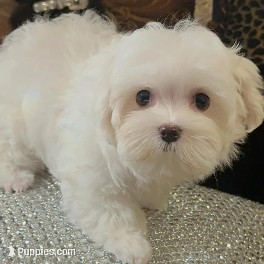P4M, a male Morkie for sale in Fort Worth, TX – Photo 10 of 10