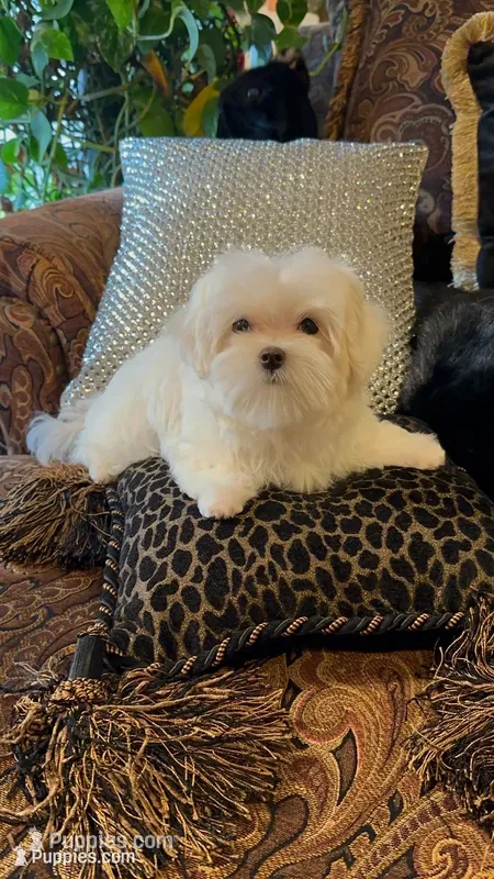 PM1, a male Maltese for sale in Fort Worth, TX – 1 of 10