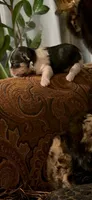TTPF1, a female Yorkshire Terrier for sale in Fort Worth, TX – 5 of 10