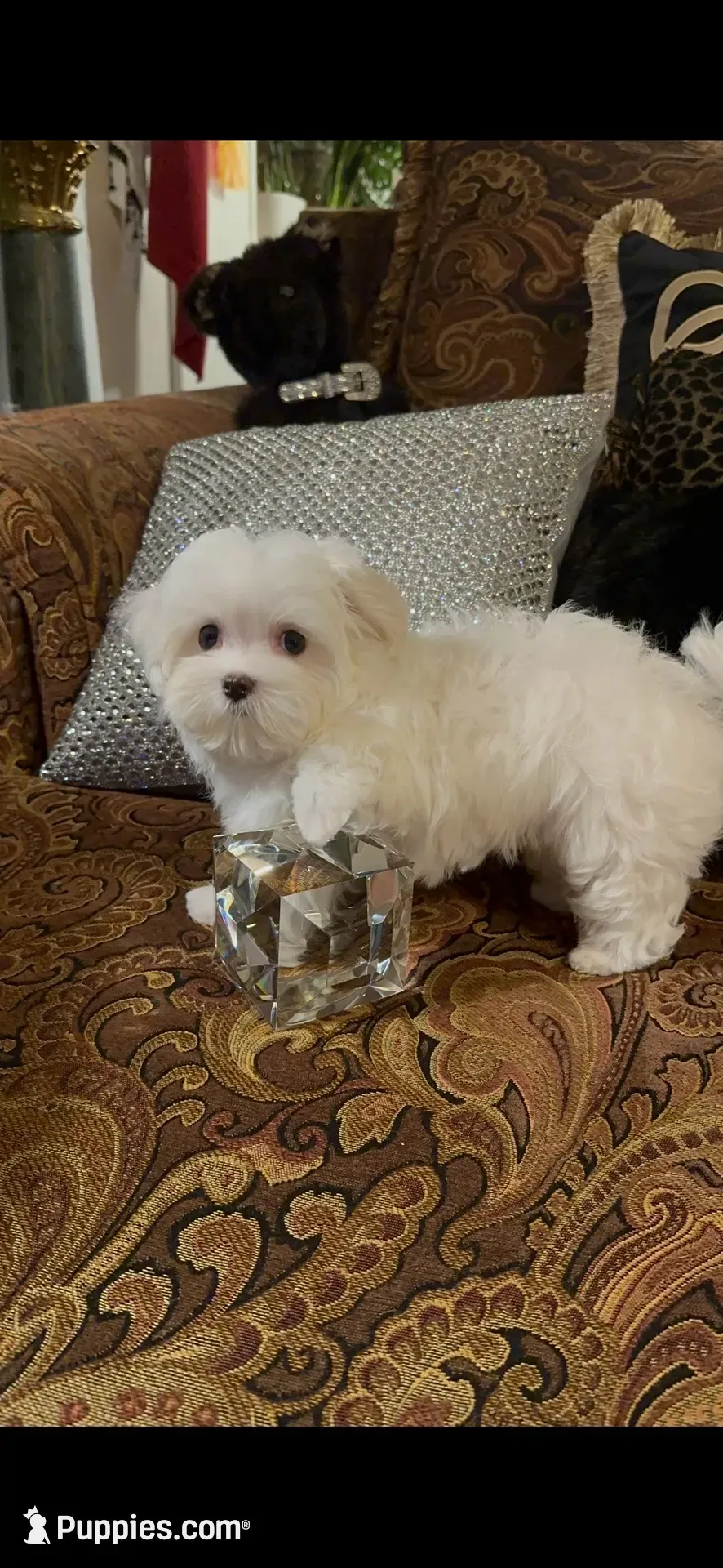 PF1(tiny), a female Maltese for sale in Fort Worth, TX – 10 of 10