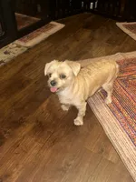 Goldie, a male Yorkshire Terrier for sale in Fort Worth, TX – 5 of 9