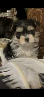 TTPF2, a female Yorkshire Terrier for sale in Fort Worth, TX – 6 of 10