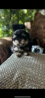 TT Trad M1, a female Maltese and Yorkshire Terrier for sale in Fort Worth, TX – 10 of 10