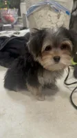 TRAINED-SMALL & AFFECTIONATE-HANDSOME, a male Morkie for sale in Fort Worth, TX – 5 of 6