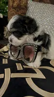 TTPF2, a female Yorkshire Terrier for sale in Fort Worth, TX – 3 of 10