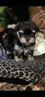 TT Trad F1, a female Maltese and Yorkshire Terrier for sale in Fort Worth, TX – 10 of 10