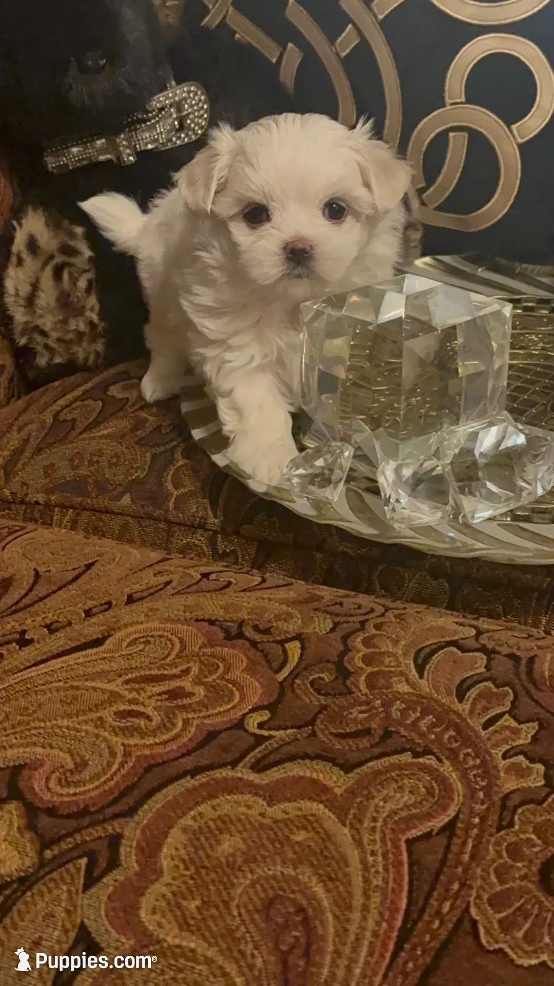 PF1(tiny), a female Maltese for sale in Fort Worth, TX – 5 of 10