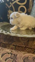PM1, a male Maltese for sale in Fort Worth, TX – 7 of 10