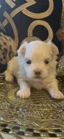 PM2, a female Maltese for sale in Fort Worth, TX – 5 of 10