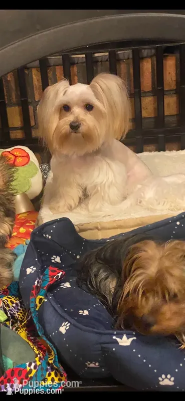 Goldie – Yorkshire Terrier puppy for sale in Fort Worth, TX