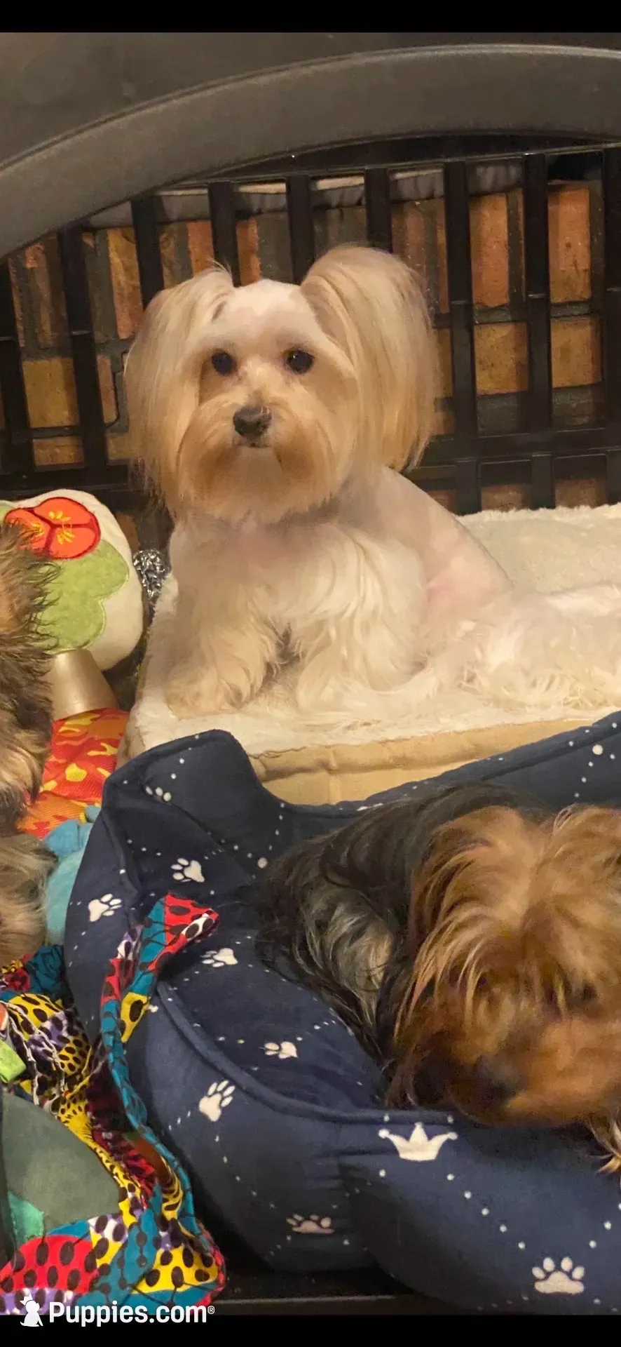 Goldie, a male Yorkshire Terrier for sale in Fort Worth, TX – 3 of 10