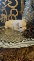 PM1, a male Maltese for sale in Fort Worth, TX – 8 of 10