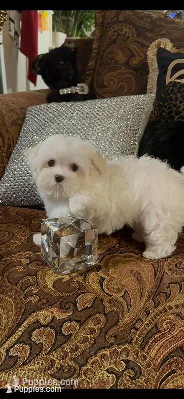 PF1 – Maltese puppy for sale in Fort Worth, TX