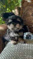 TT Trad F1, a female Maltese and Yorkshire Terrier for sale in Fort Worth, TX – 2 of 10