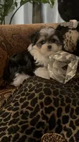 TTPF1, a female Yorkshire Terrier for sale in Fort Worth, TX – 3 of 10