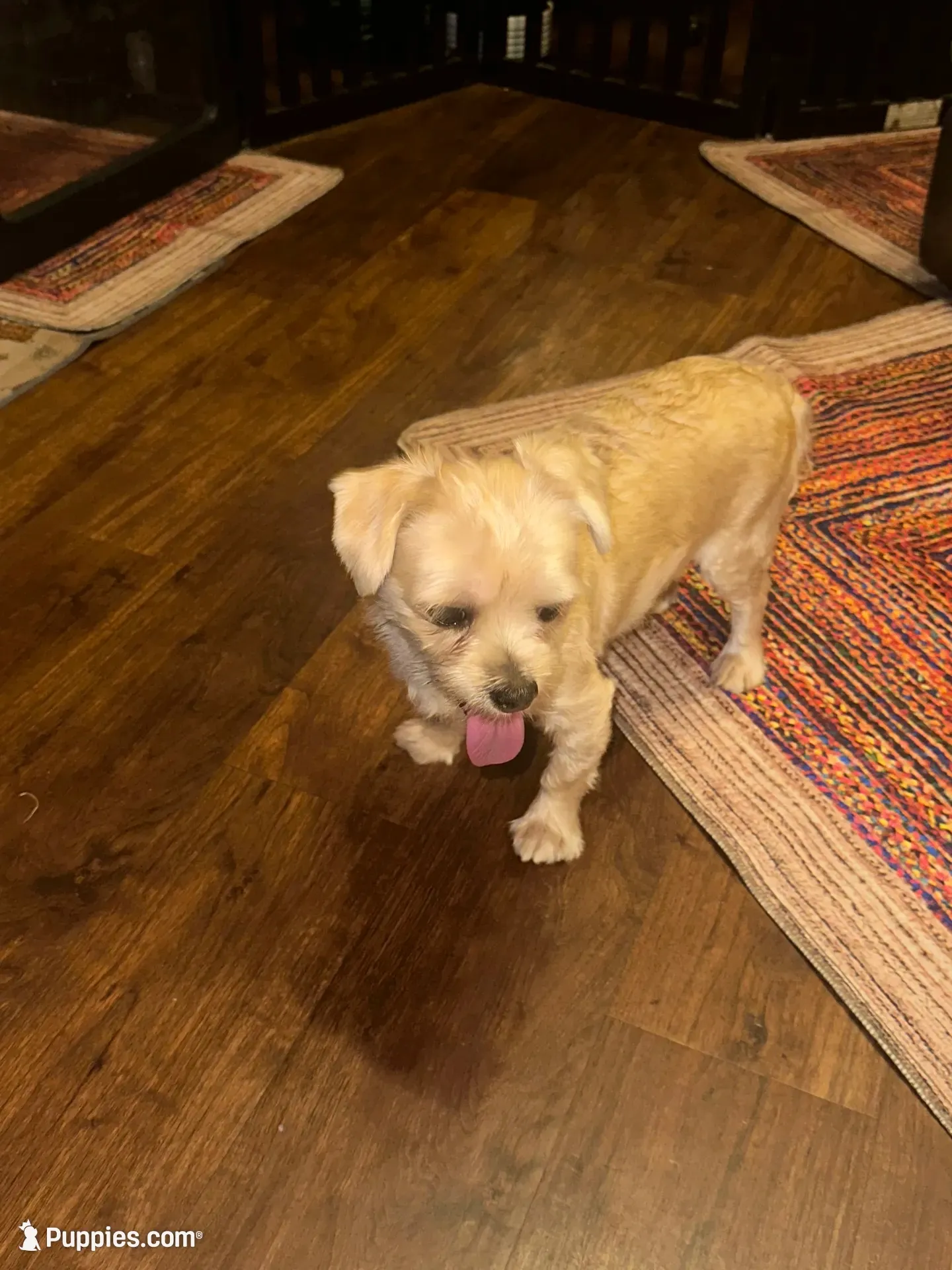 Goldie, a male Yorkshire Terrier for sale in Fort Worth, TX – 4 of 10